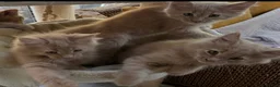 Maine Coon cats for sale: Full 💯 European Maine coons kittens - Advert 4
