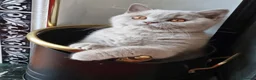 British Shorthair cats for sale: Lilac British Shorthair Boy in Newport - Advert 9