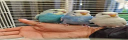 Budgerigars birds for sale: Super Silly hand tamed baby budgies for sale - Advert 4