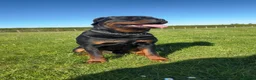 Rottweiler dogs for stud: Nero- Quality Stud for Healthy Pups in Newmarket - Advert 2
