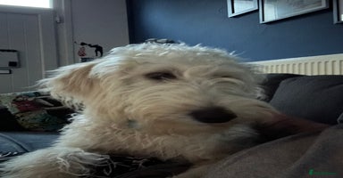 Labradoodle dogs - Advert 1