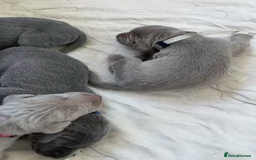 Weimaraner dogs for sale: M & F BLUE and SILVER KC proven bloodline.  - Image 8
