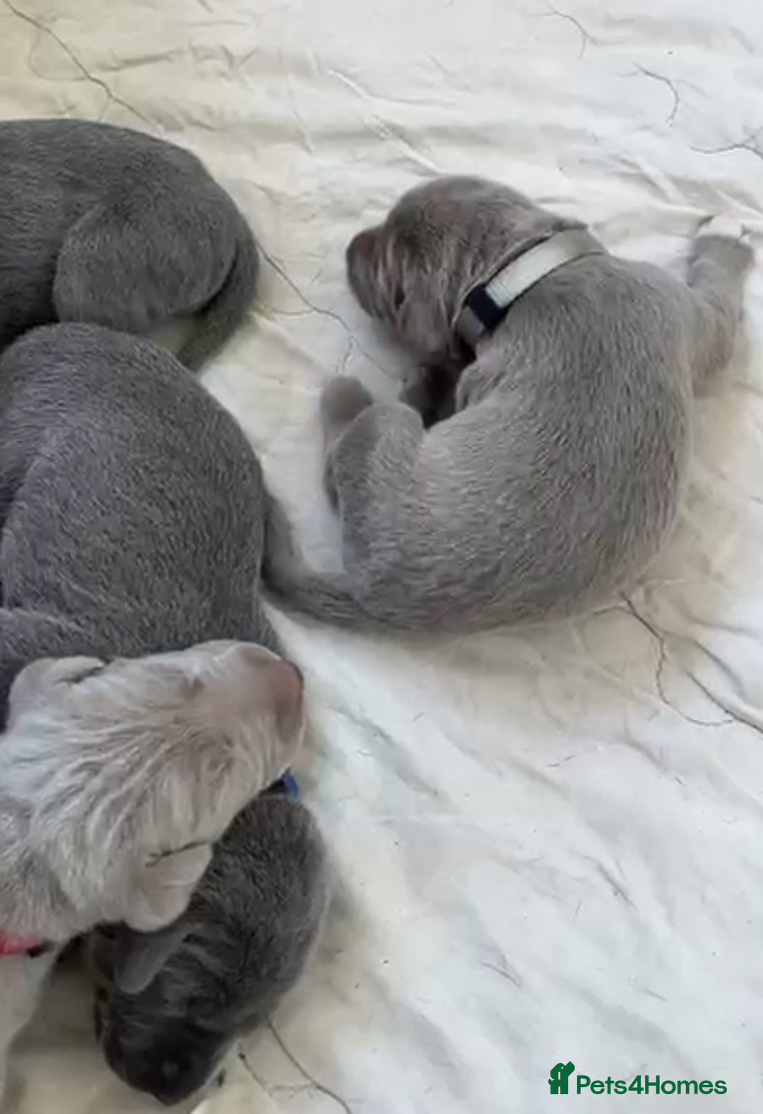 Weimaraner dogs for sale: M & F BLUE and SILVER KC proven bloodline.  - Image 8