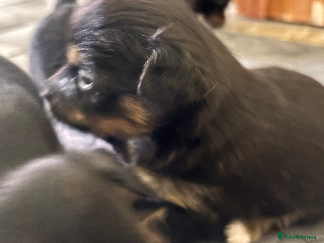 Mixed Breed dogs for sale: Jackawawa - Image 18