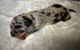 Miniature Dachshund dogs for sale: Miniature dachshund - Image 18