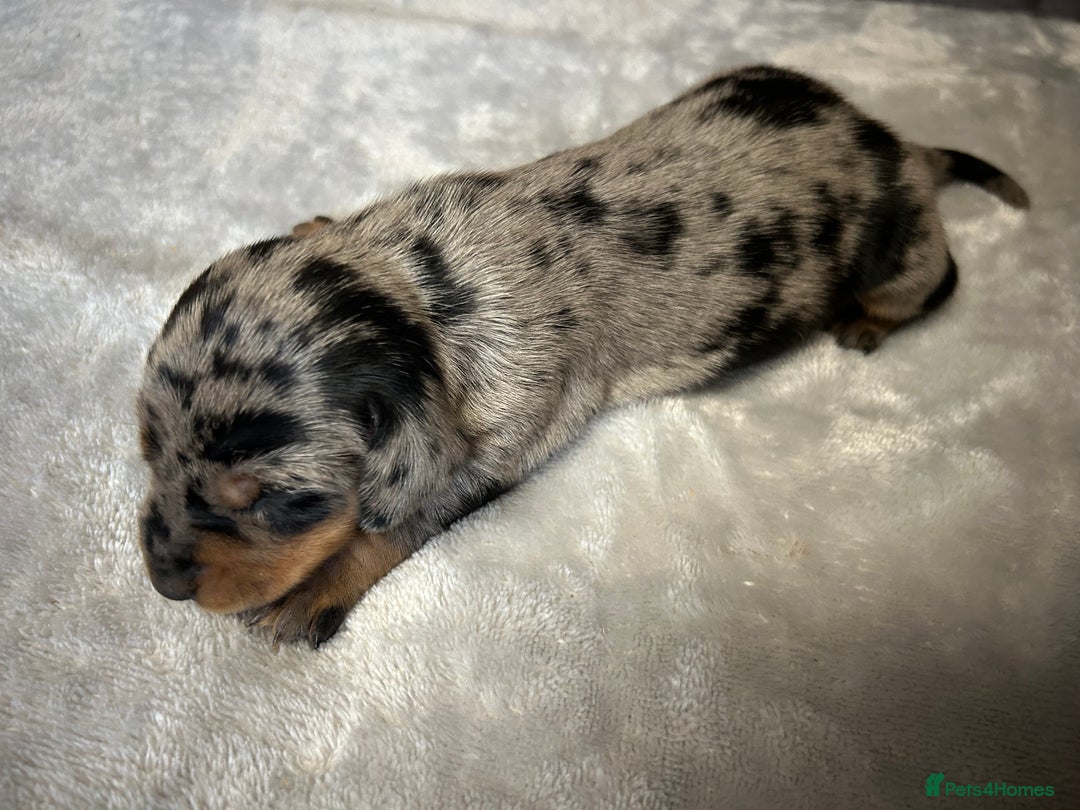 Miniature Dachshund dogs for sale: Miniature dachshund - Image 18