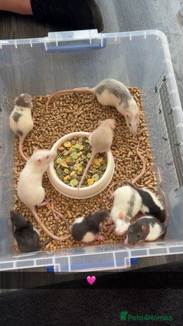 Buy Rats Rat rodents for sale | Pets4Homes