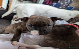 English Bull Terrier dogs for sale: English bull terrier cross staffys - Image 33