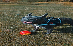 French Bulldog dogs for sale: French bulldog  - Image 1