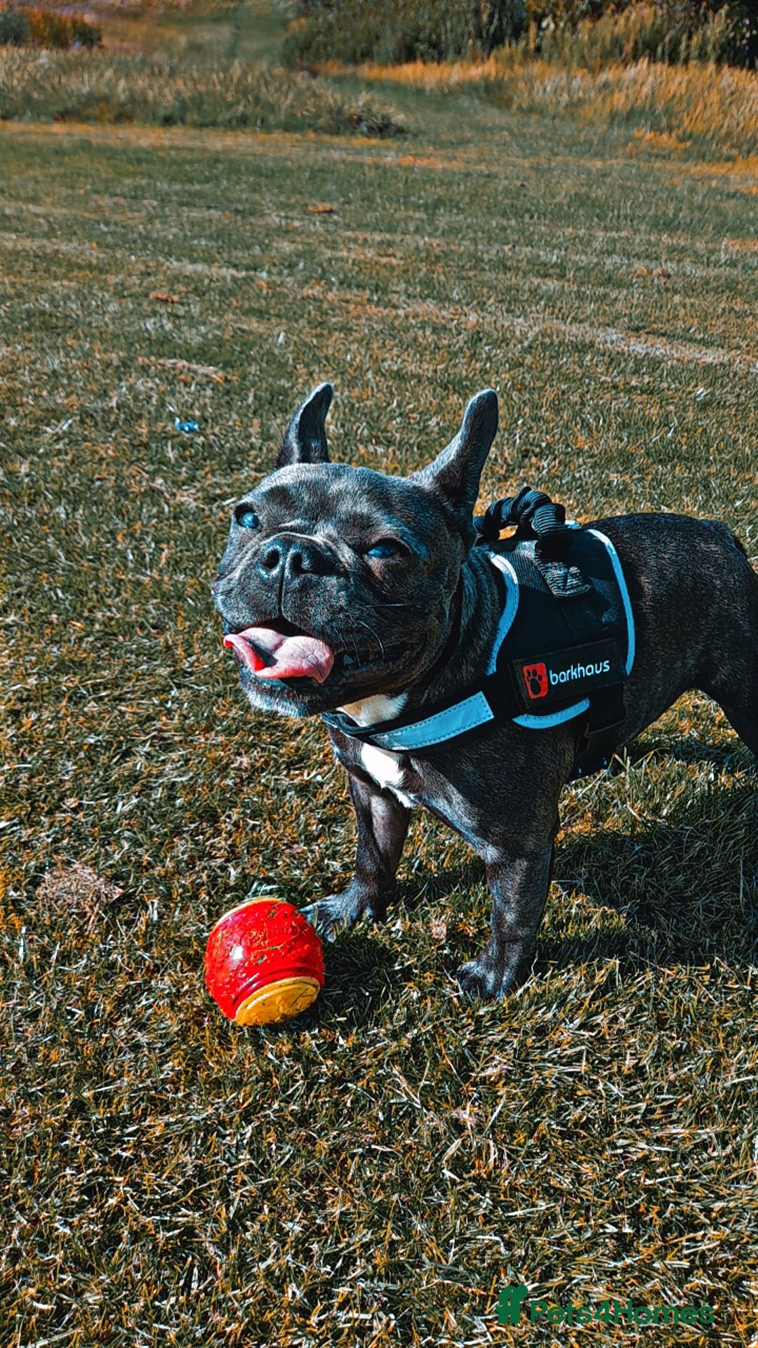 French Bulldog dogs for sale: French bulldog  - Image 1