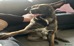 Belgian Shepherd Dog dogs for sale: Belgium Shepard  - Image 3