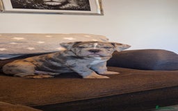 Old Tyme Bulldog dogs for sale: Male Lilac merle old tyme bulldog - Image 11