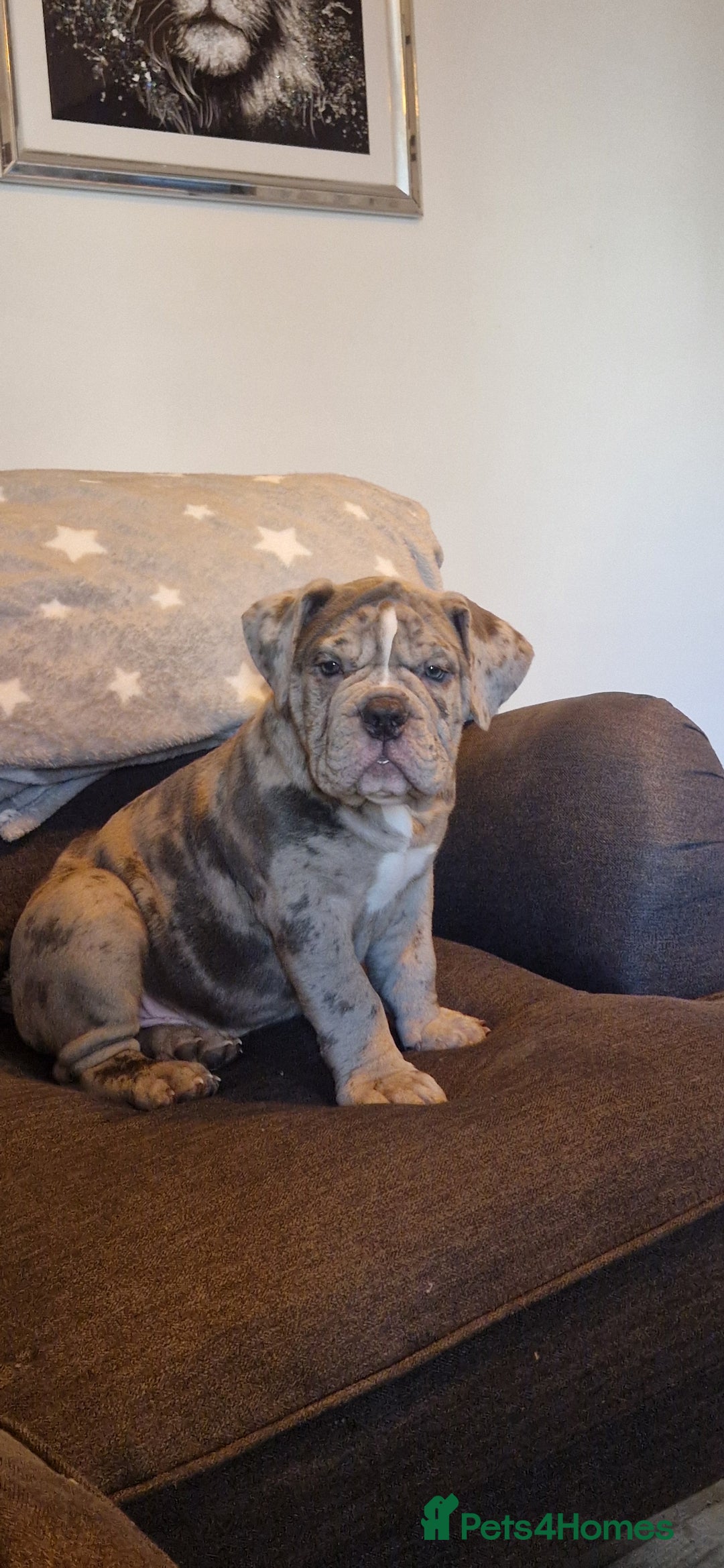 Old Tyme Bulldog dogs for sale: Male Lilac merle old tyme bulldog - Image 11