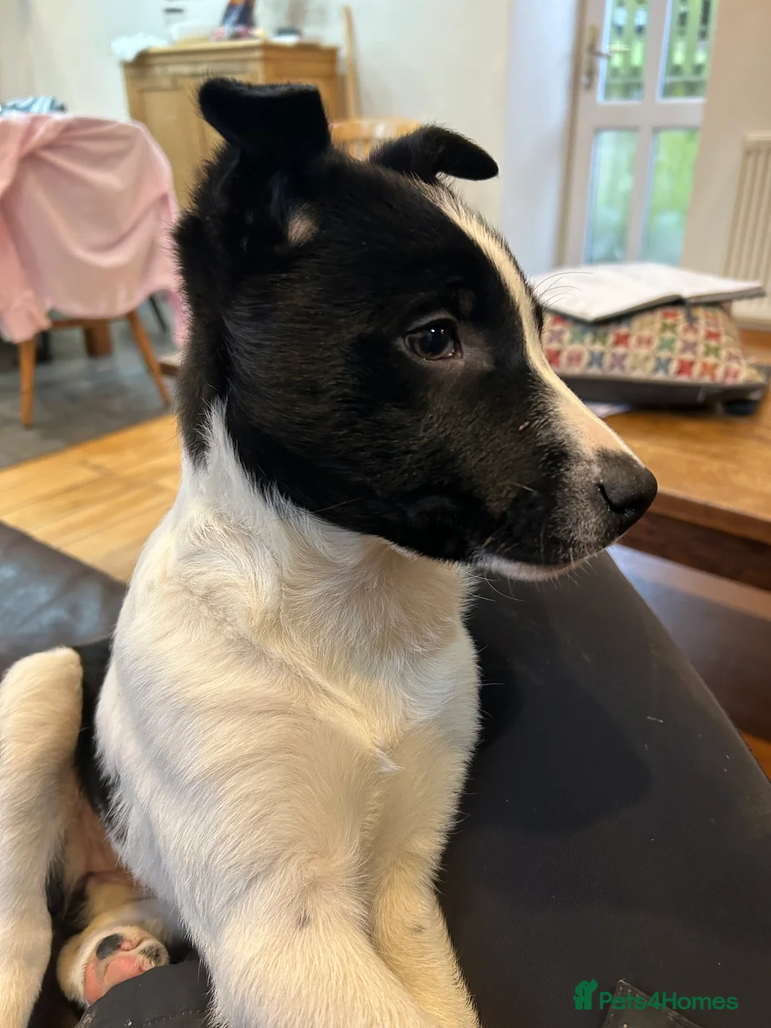 Border Collie dogs for sale: Beautiful Border Collies - Advert 8