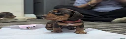 Dachshund dogs for sale: Gorgeous Smooth-Haired Dachshund Puppies - Advert 5