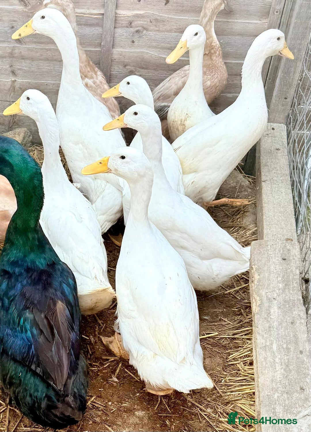 Ducks poultry for sale: Cherry Valley Ducks - READY NOW - Image 6