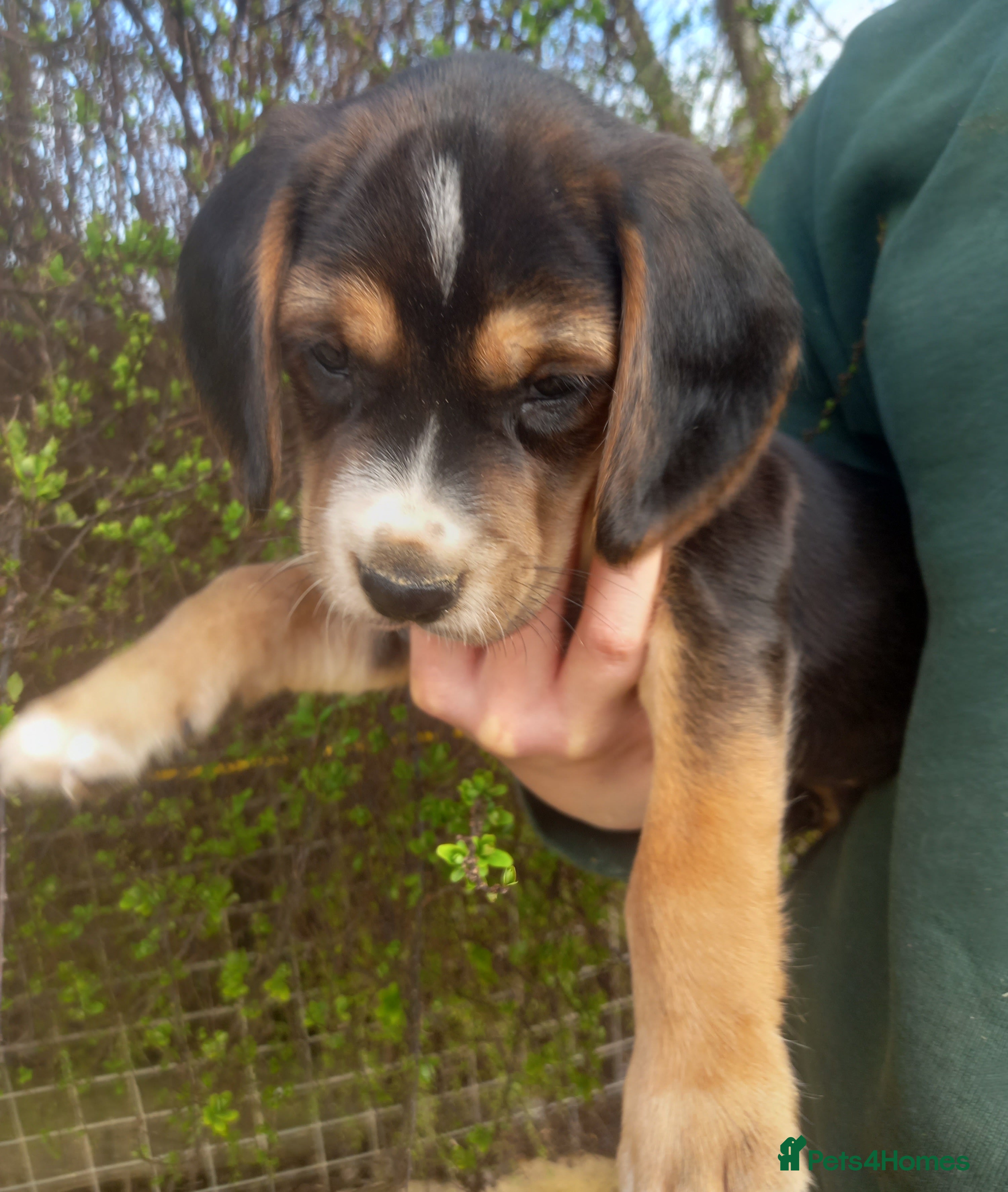 Beagle dogs Beagle x cocker spaniel puppies  - Advert 2