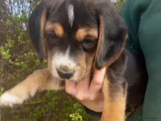 Beagle dogs Beagle x cocker spaniel puppies - Advert 2