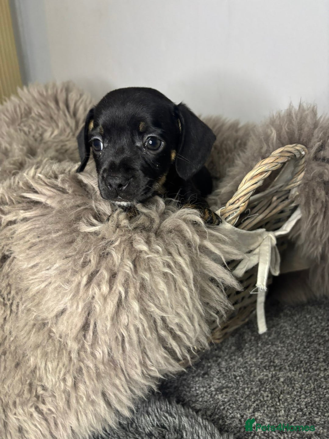 Mixed Breed dogs for sale: Beautiful litter of French bulldog x dachshund  - Advert 6