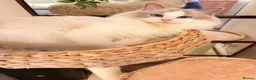 Ragdoll cats for sale: Gccf ragdoll for rehome - Advert 4