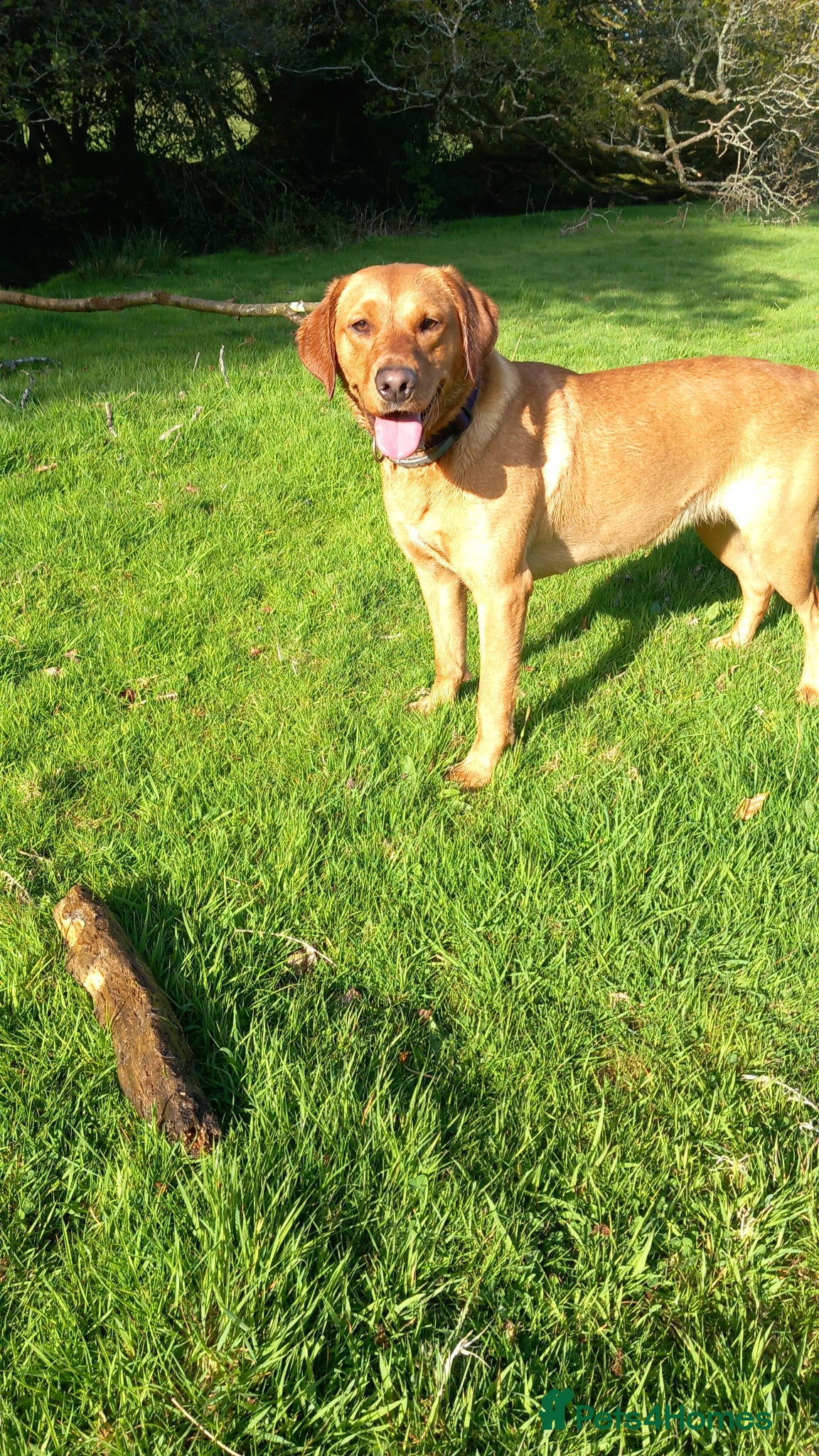 Labrador Retriever dogs KC Registered Red Labrador Retriever Puppies - Advert 1