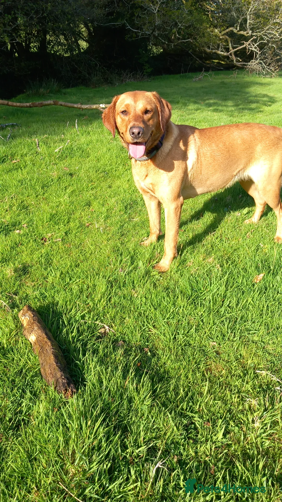 Labrador Retriever dogs for sale: KC Registered Red Labrador Retriever Puppies in Liskeard - Advert 1