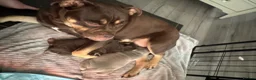 Olde English Bulldogge dogs for sale: Chunky olde English bulldogge OEB  - Advert 15