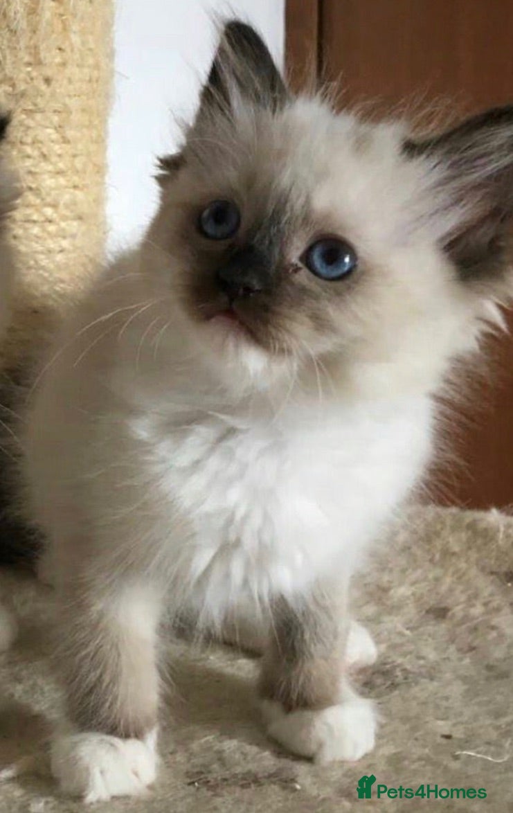 Mixed Breed cats Ragdoll cross kittens  (8 weeks old) - Advert 1
