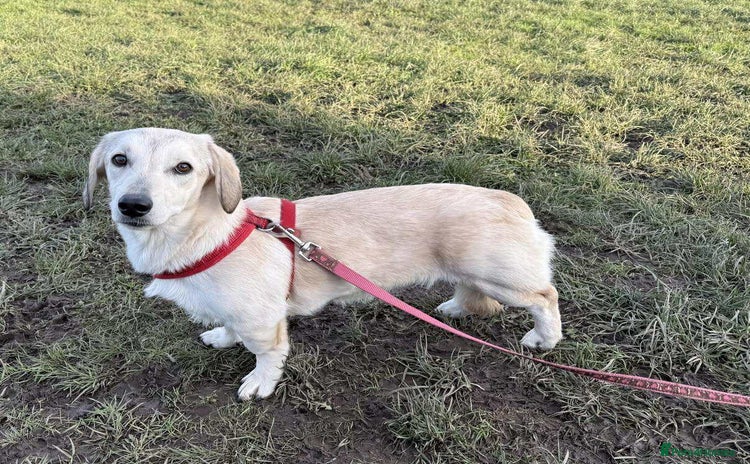 Mixed Breed dogs ROXANNE - Advert 2