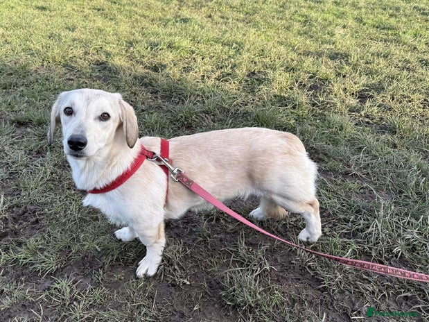 Mixed Breed dogs ROXANNE - Advert 1