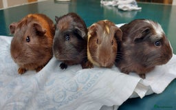 Guinea Pig rodents for sale: Beautiful baby Guinea Pigs - Image 2
