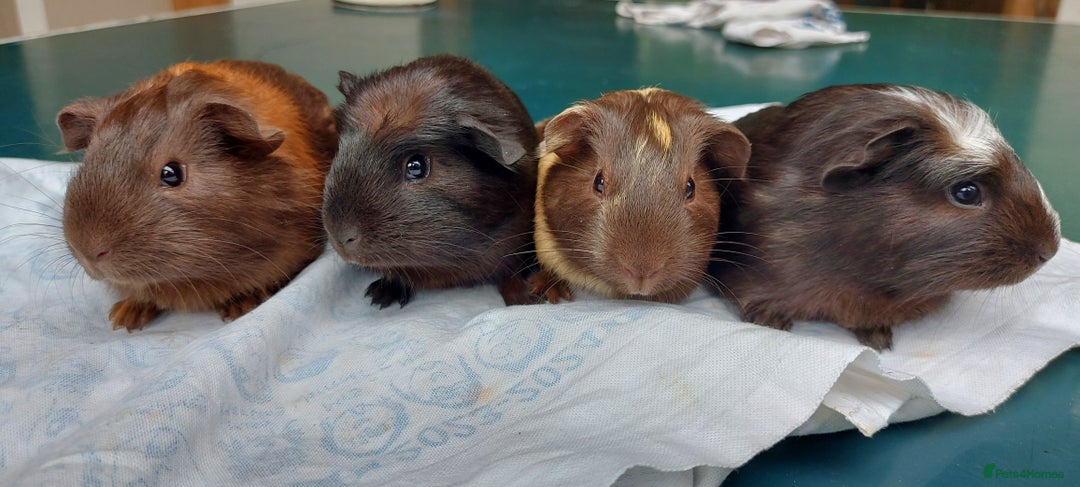 Guinea Pig rodents for sale: Beautiful baby Guinea Pigs - Image 2