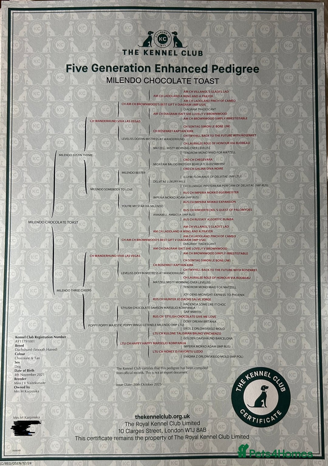 Dachshund dogs for stud: Proven KC chocolate&tan smooth haired dachshund - Advert 2