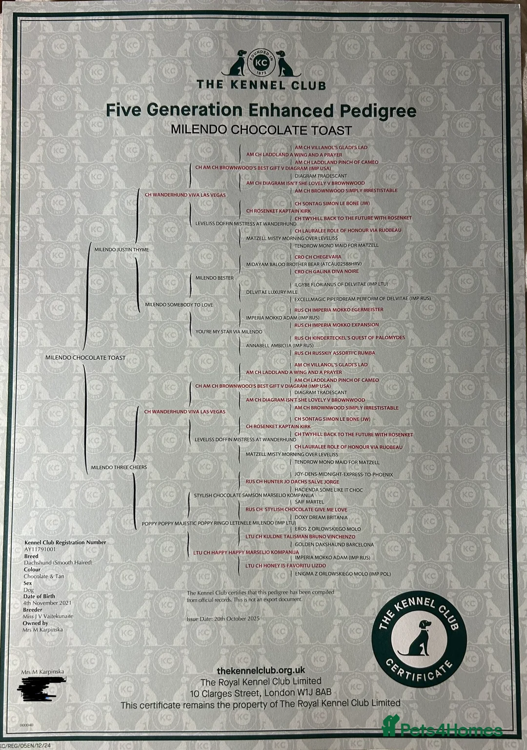 Dachshund dogs for stud: Proven KC chocolate&tan smooth haired dachshund - Advert 2