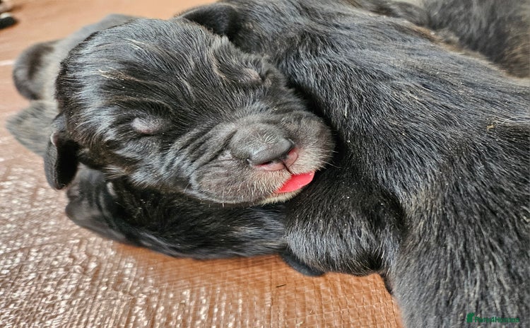Caucasian Shepherd Dog dogs - Advert 1