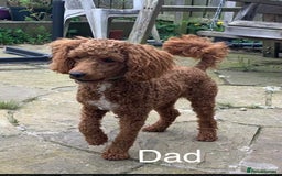 Irish Doodle dogs for sale: IRISH DOODLE puppies for sale - Image 7