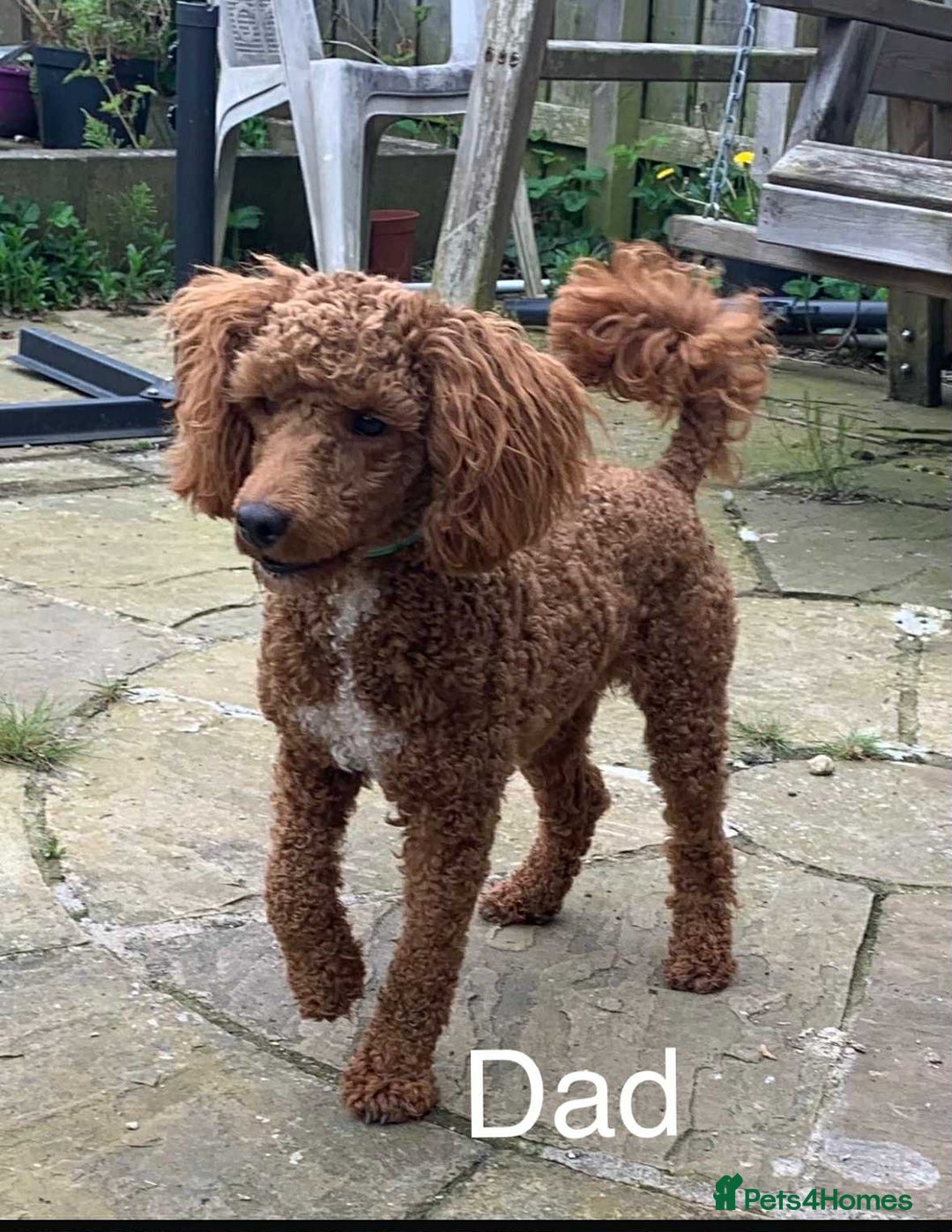 Irish Doodle dogs for sale: IRISH DOODLE puppies for sale - Image 7
