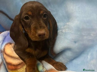 Dachshund dogs Dachshund puppies - Advert 3