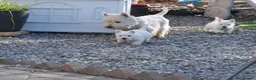 West Highland Terrier dogs for sale: West Highland terrier Puppy Girls - Advert 18