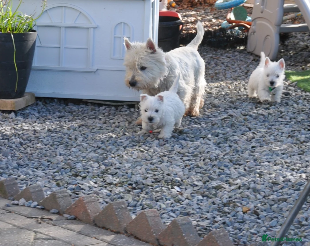 West Highland Terrier dogs for sale: West Highland terrier Puppy Girls - Advert 18