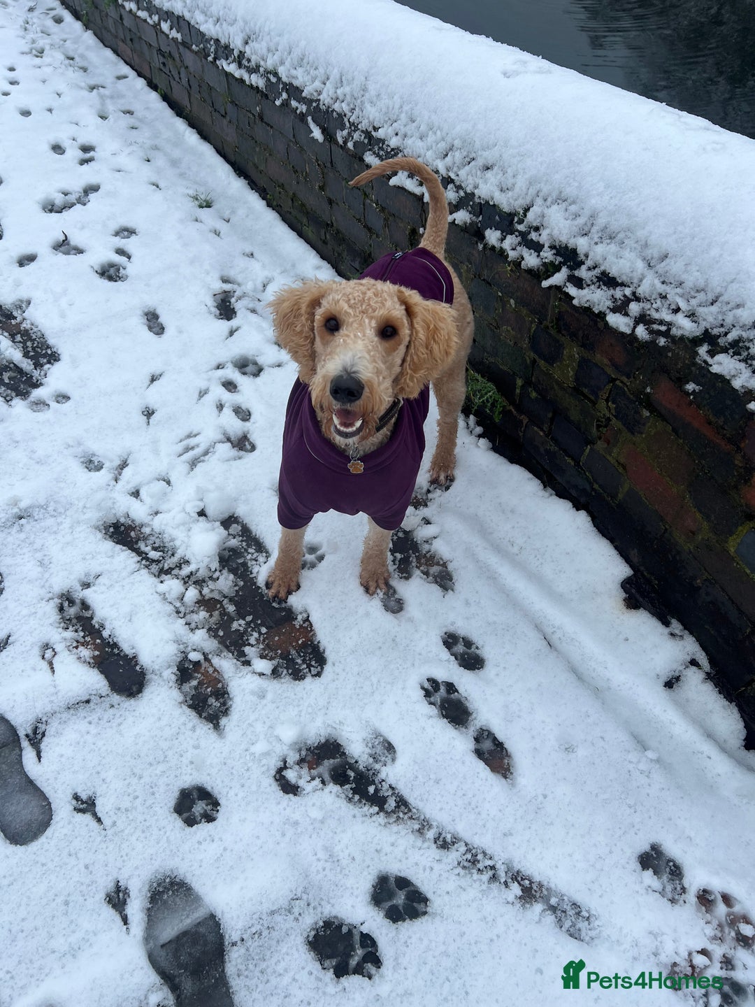 Labradoodle dogs for sale: 2 year old labradoodle dog for sale  - Advert 4