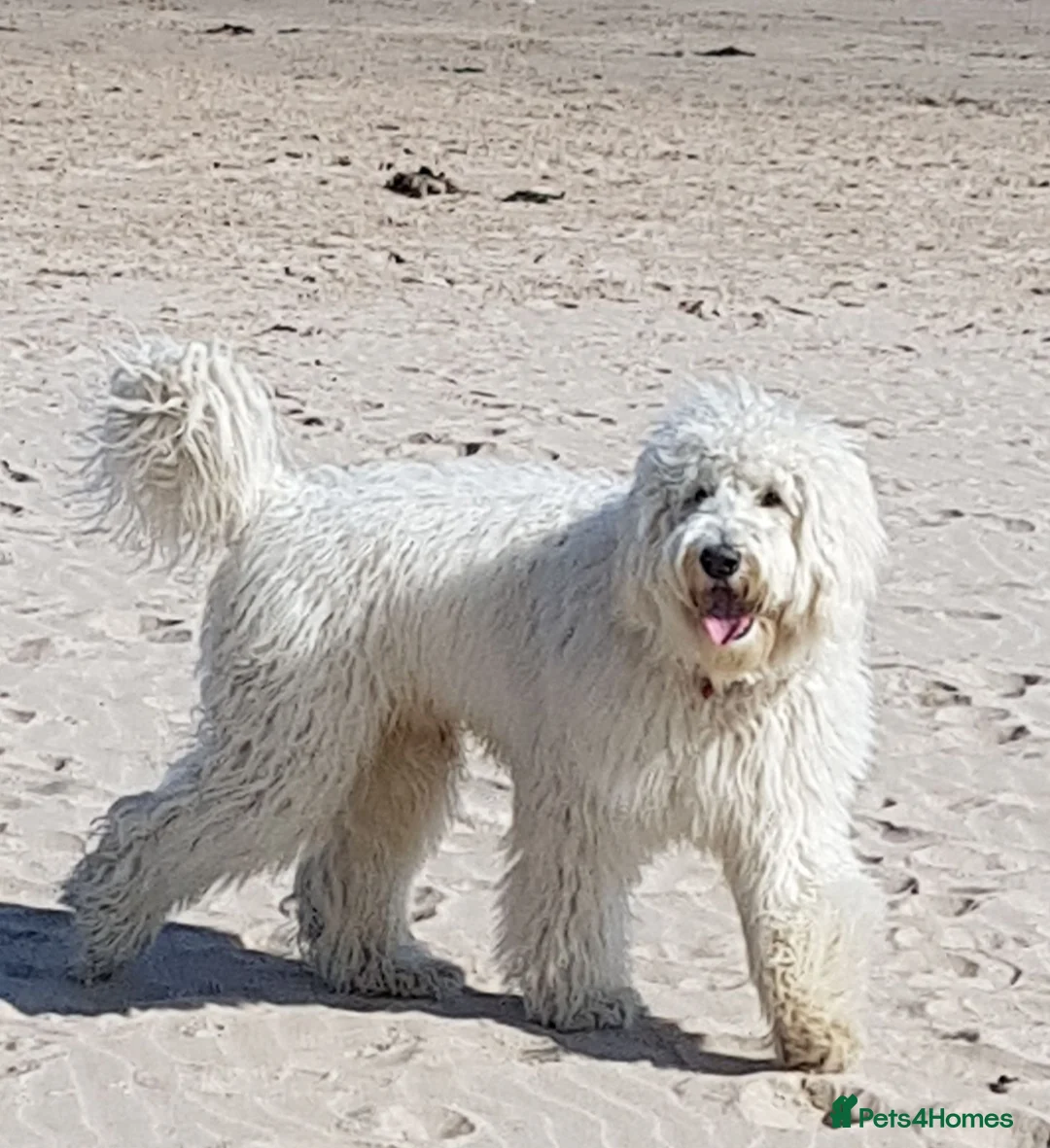 Goldendoodle dogs for stud: Golden doodle stud in Blaydon-on-Tyne - Advert 2