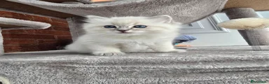 Ragdoll Kitten 1