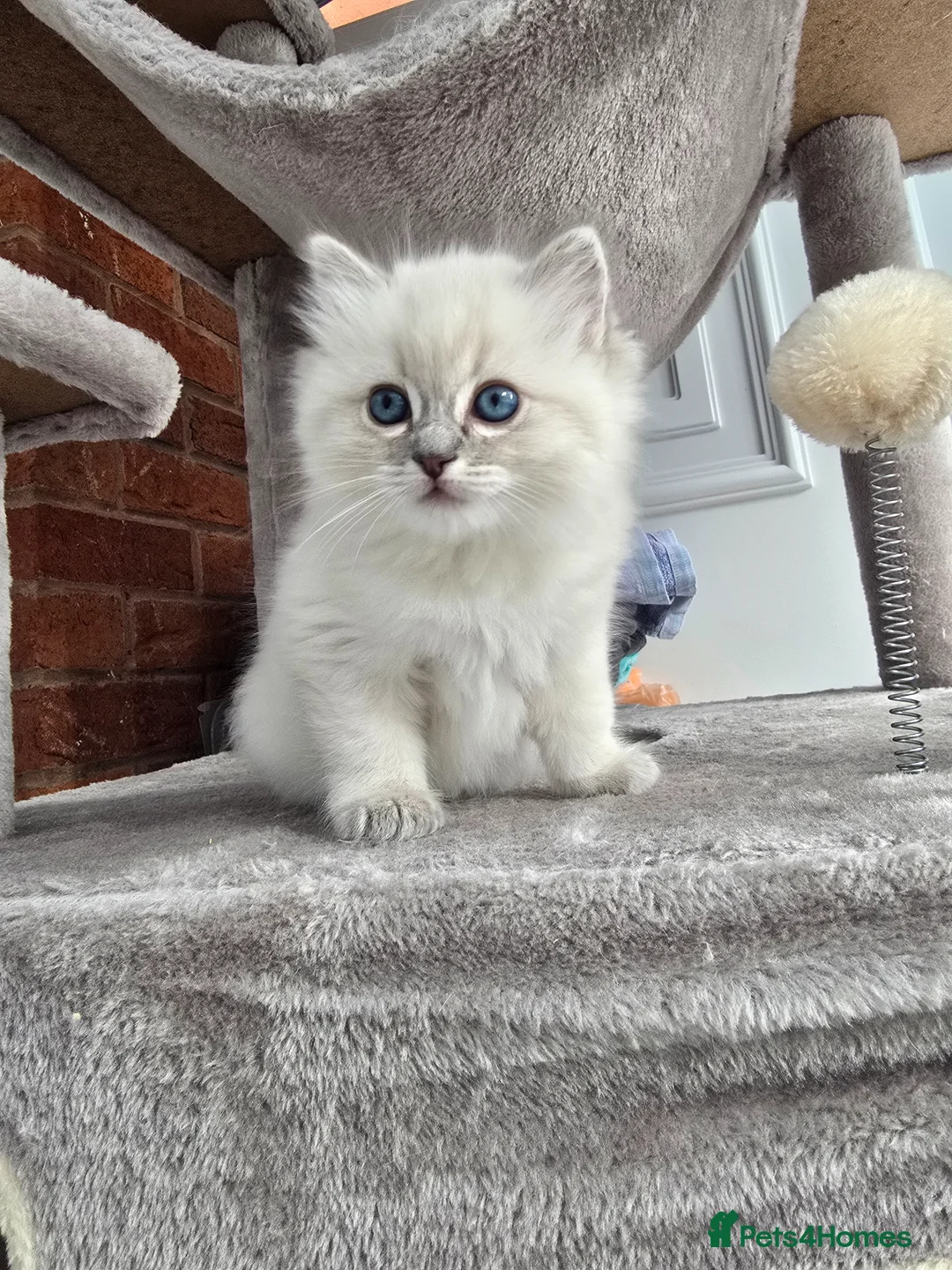 Ragdoll cats for sale: Stunning european girl remaining  - Advert 2