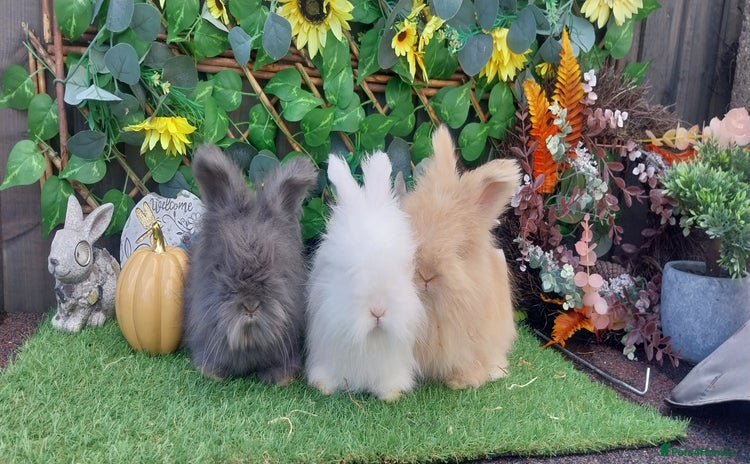 Angora rabbits - Advert 13