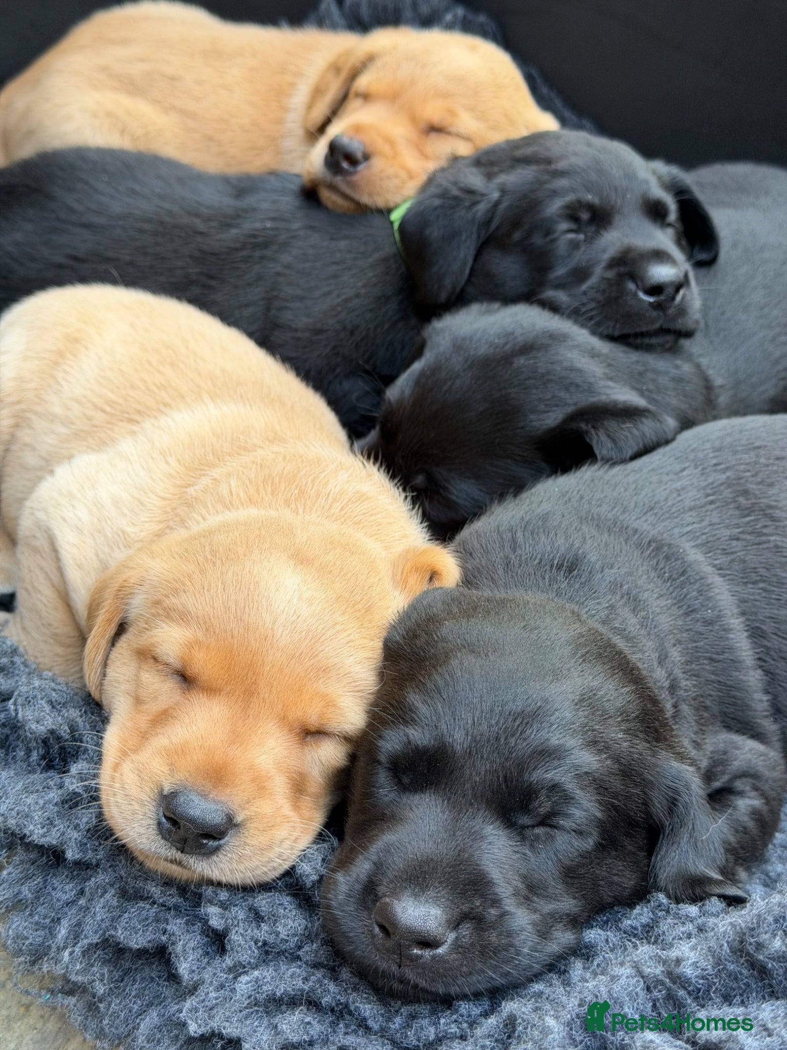 Labrador Retriever dogs KC Labrador Retriever Puppies (9th generation) - Advert 1