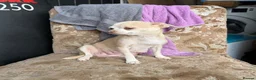 Chihuahua dogs for sale: Lilac chihuahua puppies for sale  3male 1 female  - Advert 4