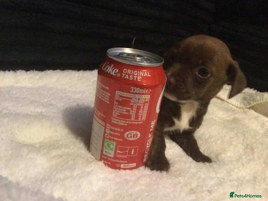 Mixed Breed dogs for sale: super tiny pups  - Advert 1