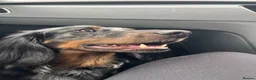 Dachshund dogs for sale: Long haired dachshund male - Rolo - Advert 7