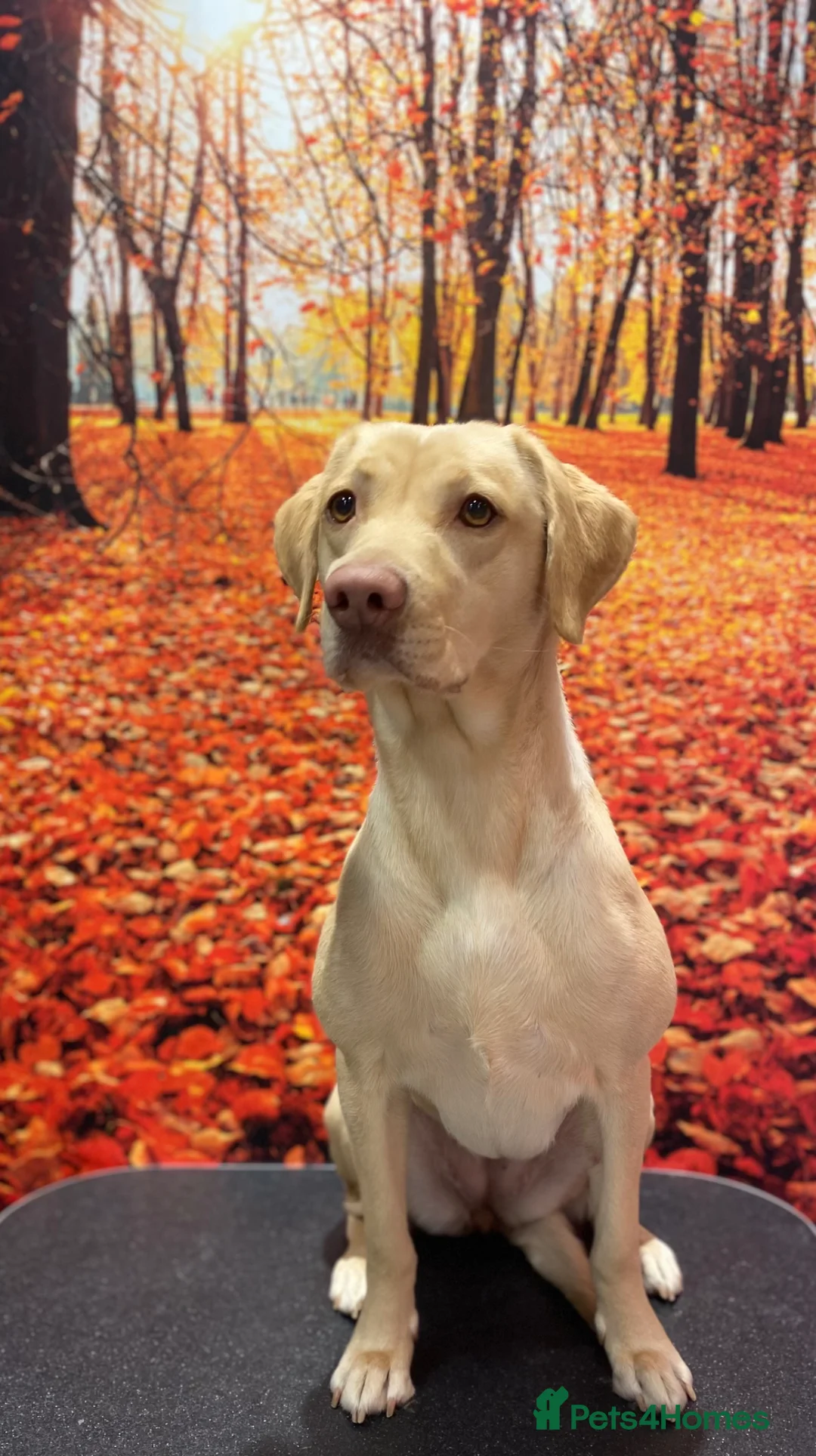 Labrador Retriever dogs for sale: Labrador bitch for rehoming  - Advert 2